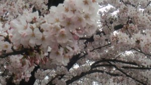 大中公園　桜