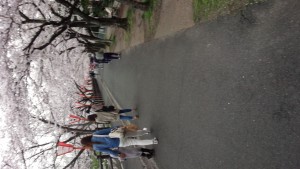 大中公園　桜